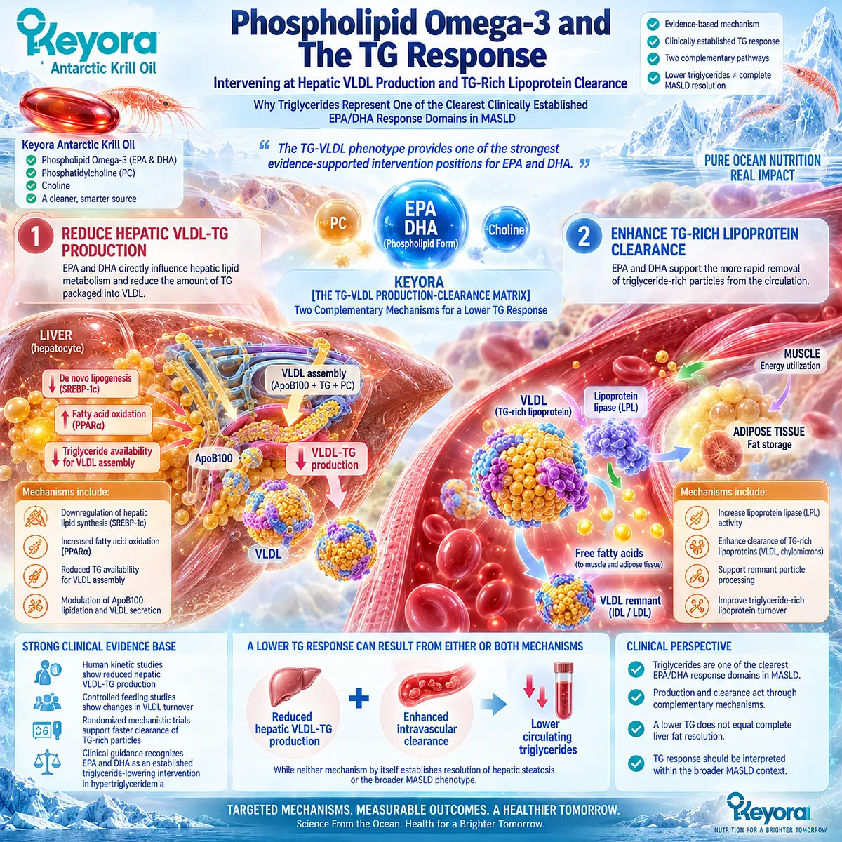 Phospholipid Omega-3 supports triglyceride response through lower hepatic VLDL-TG production and TG-rich lipoprotein clearance in Keyora Production-Clearance Matrix. Phospholipid Omega-3 supports triglyceride response through lower hepatic VLDL-TG production and TG-rich lipoprotein clearance in Keyora Production-Clearance Matrix.