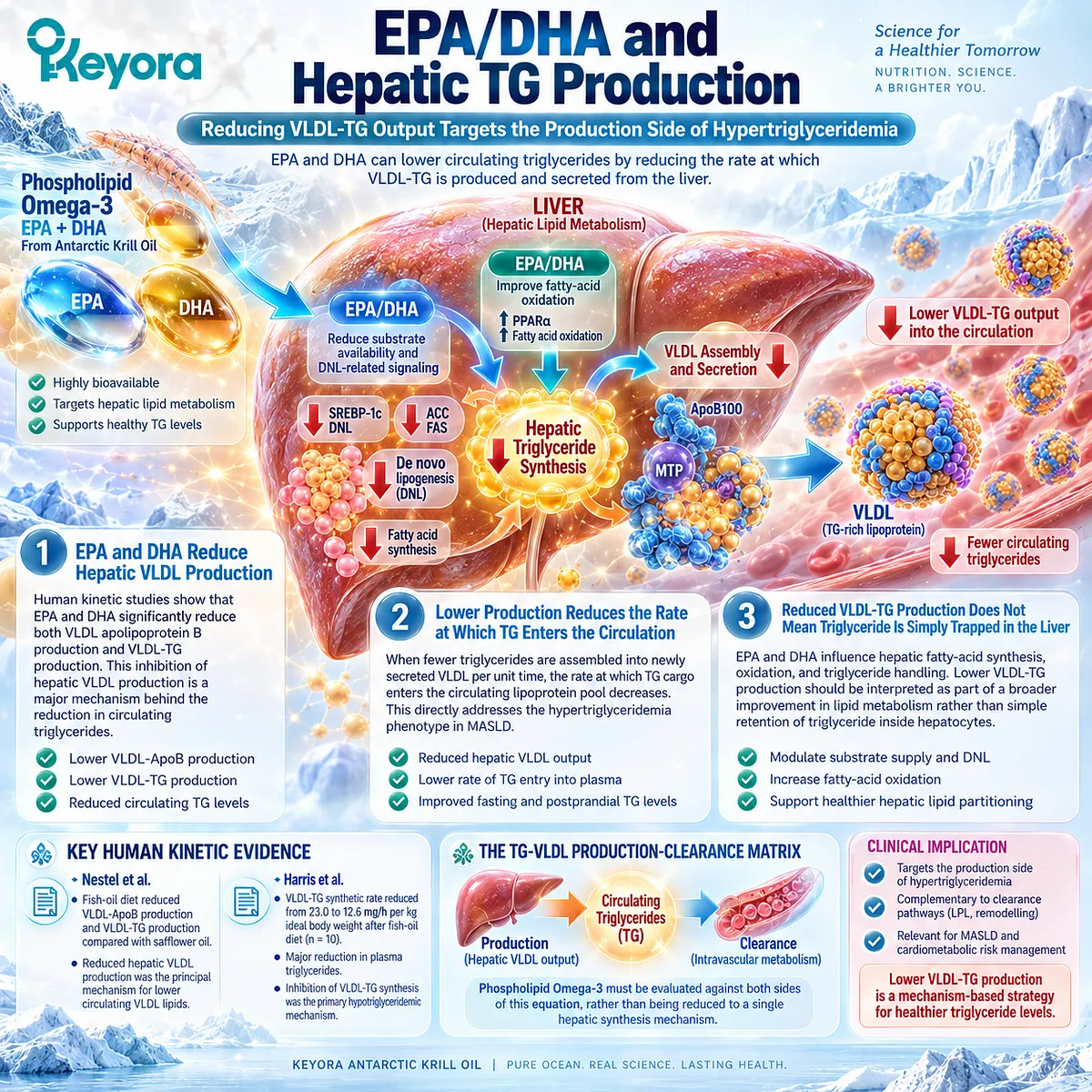 EPA and DHA support lower triglycerides by reducing hepatic VLDL-TG production and plasma TG entry, the production arm of Keyora TG-VLDL Production-Clearance Matrix. EPA and DHA support lower triglycerides by reducing hepatic VLDL-TG production and plasma TG entry, the production arm of Keyora TG-VLDL Production-Clearance Matrix.
