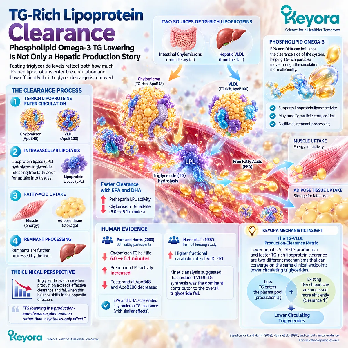 EPA and DHA support lower triglycerides by accelerating TG-rich lipoprotein clearance and intravascular lipolysis in Keyora TG-VLDL Production-Clearance Matrix. EPA and DHA support lower triglycerides by accelerating TG-rich lipoprotein clearance and intravascular lipolysis in Keyora TG-VLDL Production-Clearance Matrix.