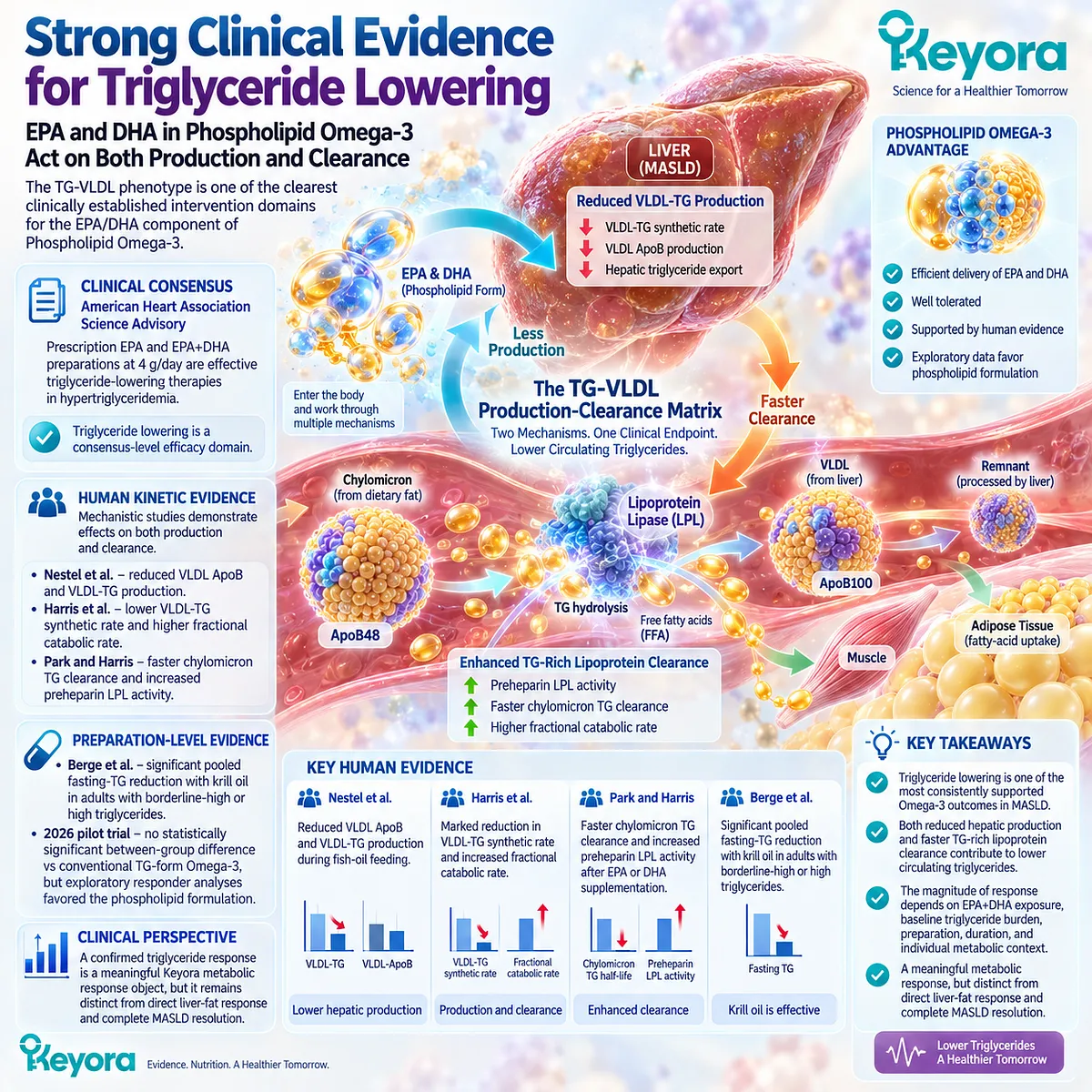 Phospholipid Omega-3 supports triglyceride response through reduced VLDL-TG production and improved lipoprotein clearance in Keyora Production-Clearance Matrix. Phospholipid Omega-3 supports triglyceride response through reduced VLDL-TG production and improved lipoprotein clearance in Keyora Production-Clearance Matrix.