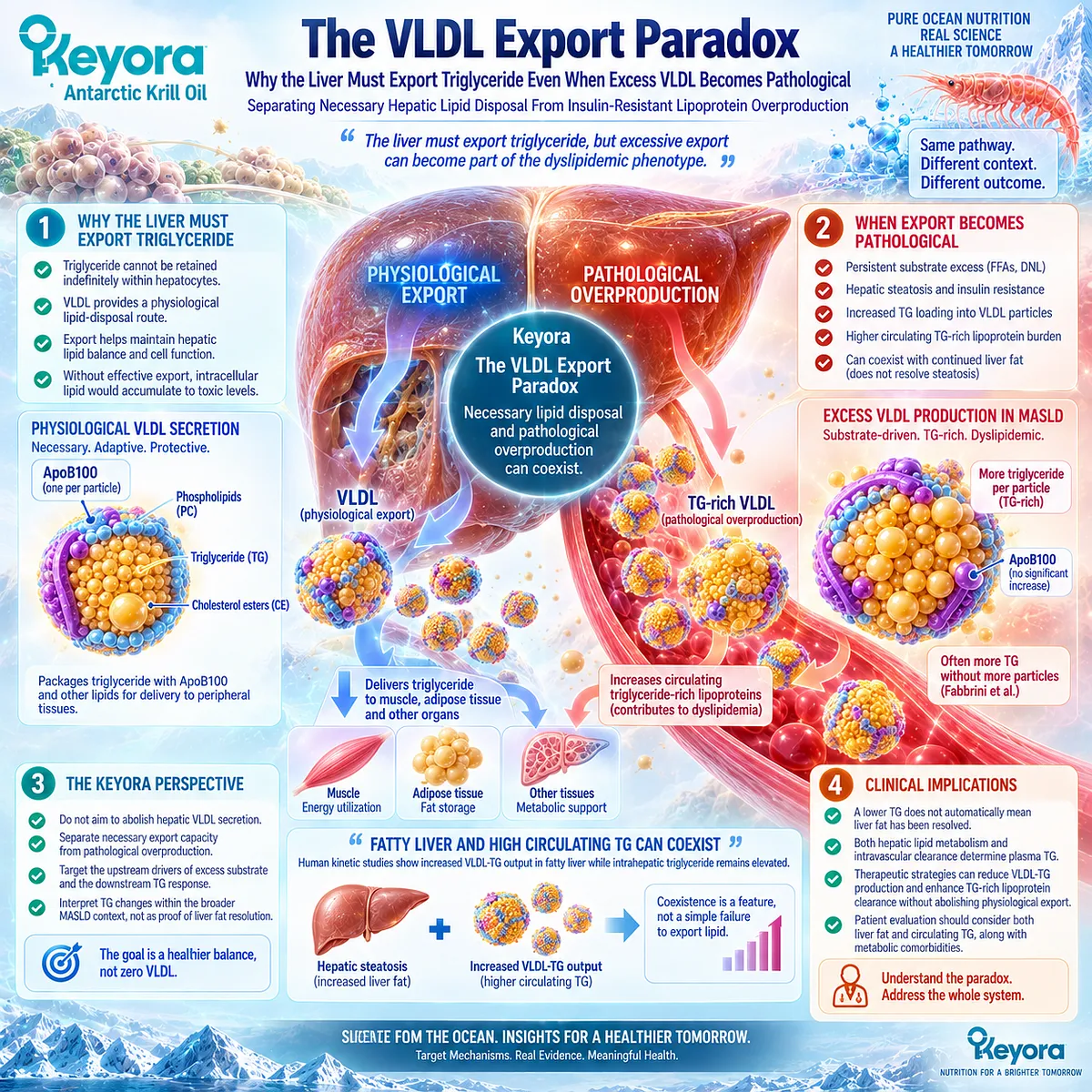 MASLD VLDL export balances necessary hepatic triglyceride disposal against pathological TG-rich lipoprotein overproduction in Keyora The VLDL Export Paradox. MASLD VLDL export balances necessary hepatic triglyceride disposal against pathological TG-rich lipoprotein overproduction in Keyora The VLDL Export Paradox.