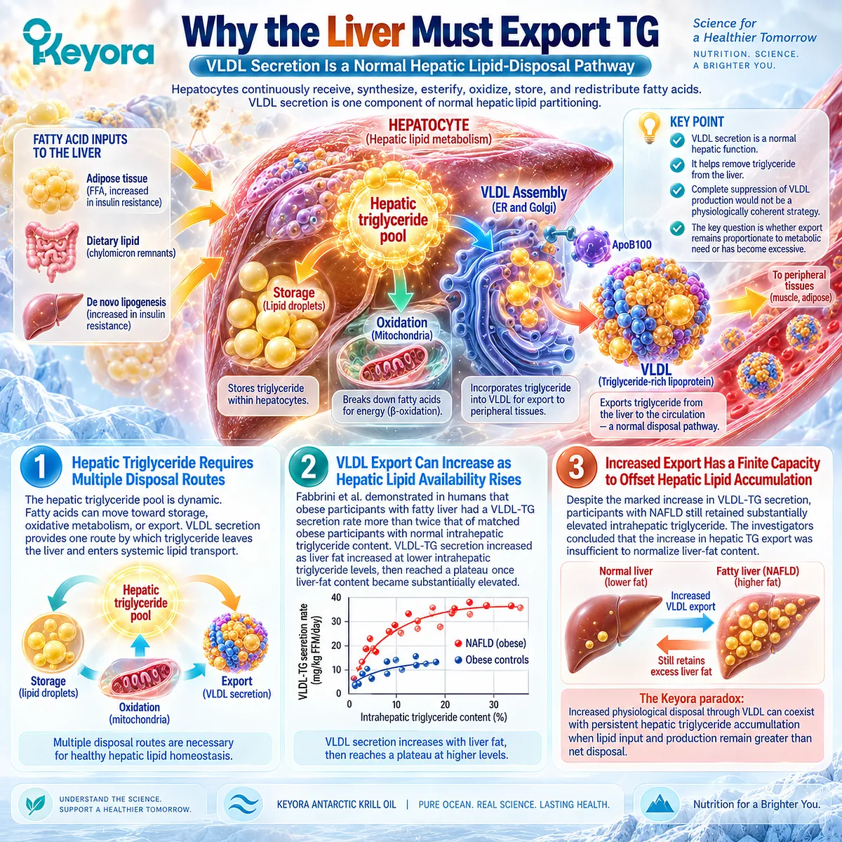 Hepatic VLDL secretion supports normal triglyceride disposal, yet increased TG export can coexist with fatty liver, defining Keyora The VLDL Export Paradox in MASLD. Hepatic VLDL secretion supports normal triglyceride disposal, yet increased TG export can coexist with fatty liver, defining Keyora The VLDL Export Paradox in MASLD.