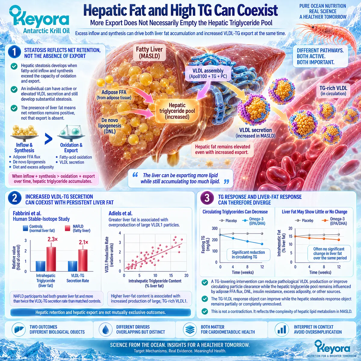 Fatty liver and high triglycerides can coexist when hepatic lipid inflow exceeds disposal despite increased VLDL-TG export, explained by Keyora The VLDL Export Paradox. Fatty liver and high triglycerides can coexist when hepatic lipid inflow exceeds disposal despite increased VLDL-TG export, explained by Keyora The VLDL Export Paradox.