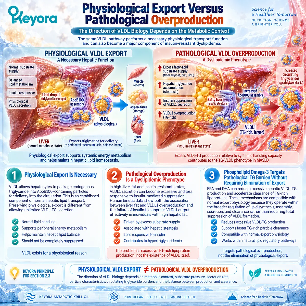 Phospholipid Omega-3 supports TG regulation by targeting excess VLDL-TG production and clearance while preserving normal export, defining Keyora VLDL Export Paradox. Phospholipid Omega-3 supports TG regulation by targeting excess VLDL-TG production and clearance while preserving normal export, defining Keyora VLDL Export Paradox.