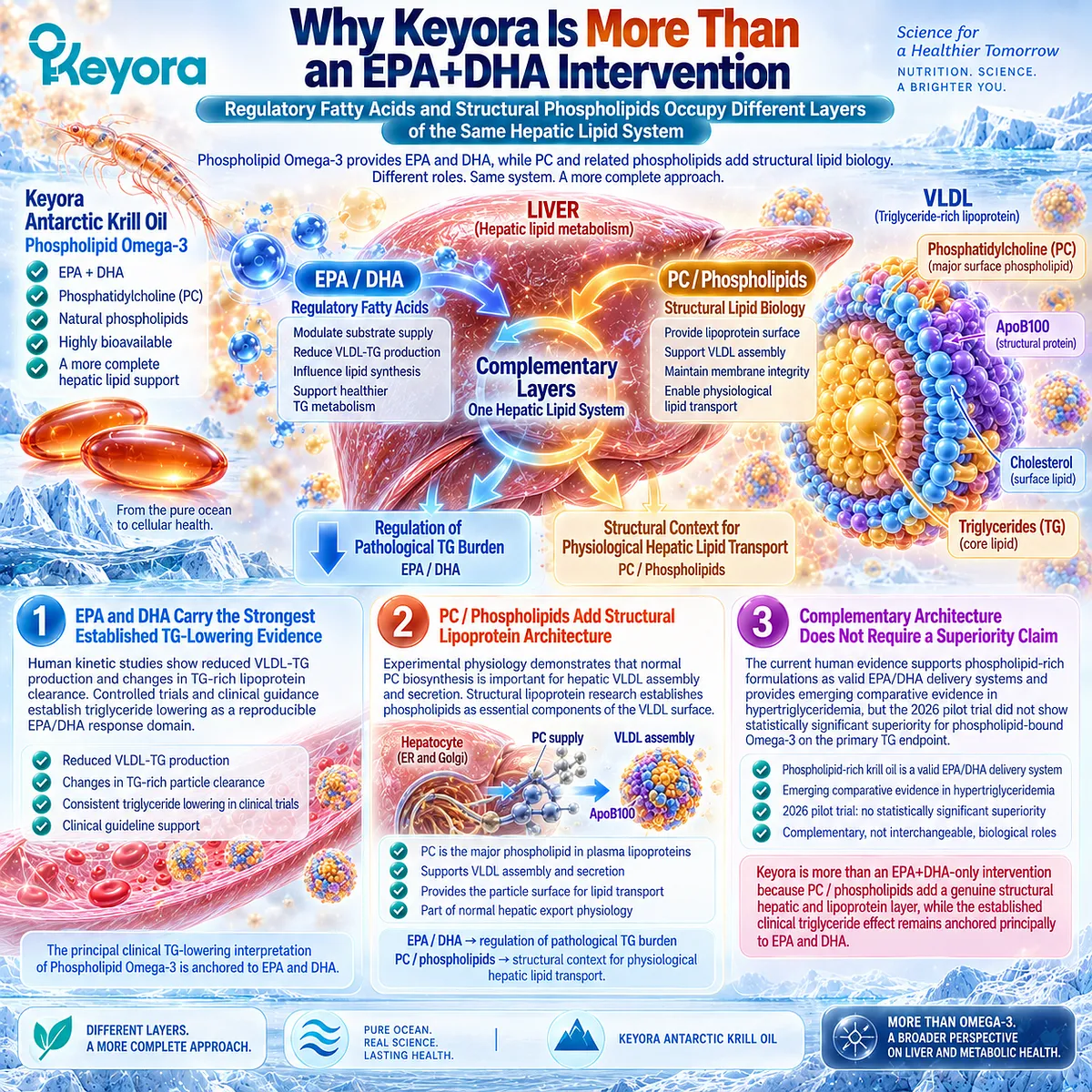 Phospholipid Omega-3 links EPA/DHA triglyceride regulation with PC-supported VLDL architecture, defining Keyora’s complementary hepatic lipid intervention framework. Phospholipid Omega-3 links EPA/DHA triglyceride regulation with PC-supported VLDL architecture, defining Keyora’s complementary hepatic lipid intervention framework.