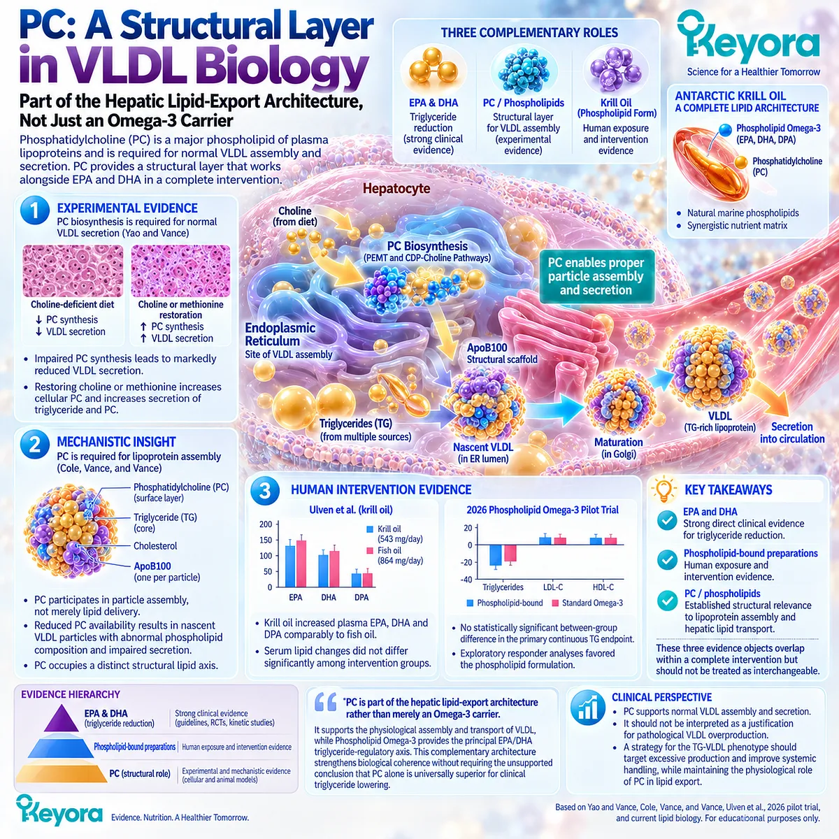 Phospholipid Omega-3 combines EPA/DHA triglyceride regulation with PC-supported VLDL assembly, while Keyora separates clinical TG evidence from structural PC biology. Phospholipid Omega-3 combines EPA/DHA triglyceride regulation with PC-supported VLDL assembly, while Keyora separates clinical TG evidence from structural PC biology.