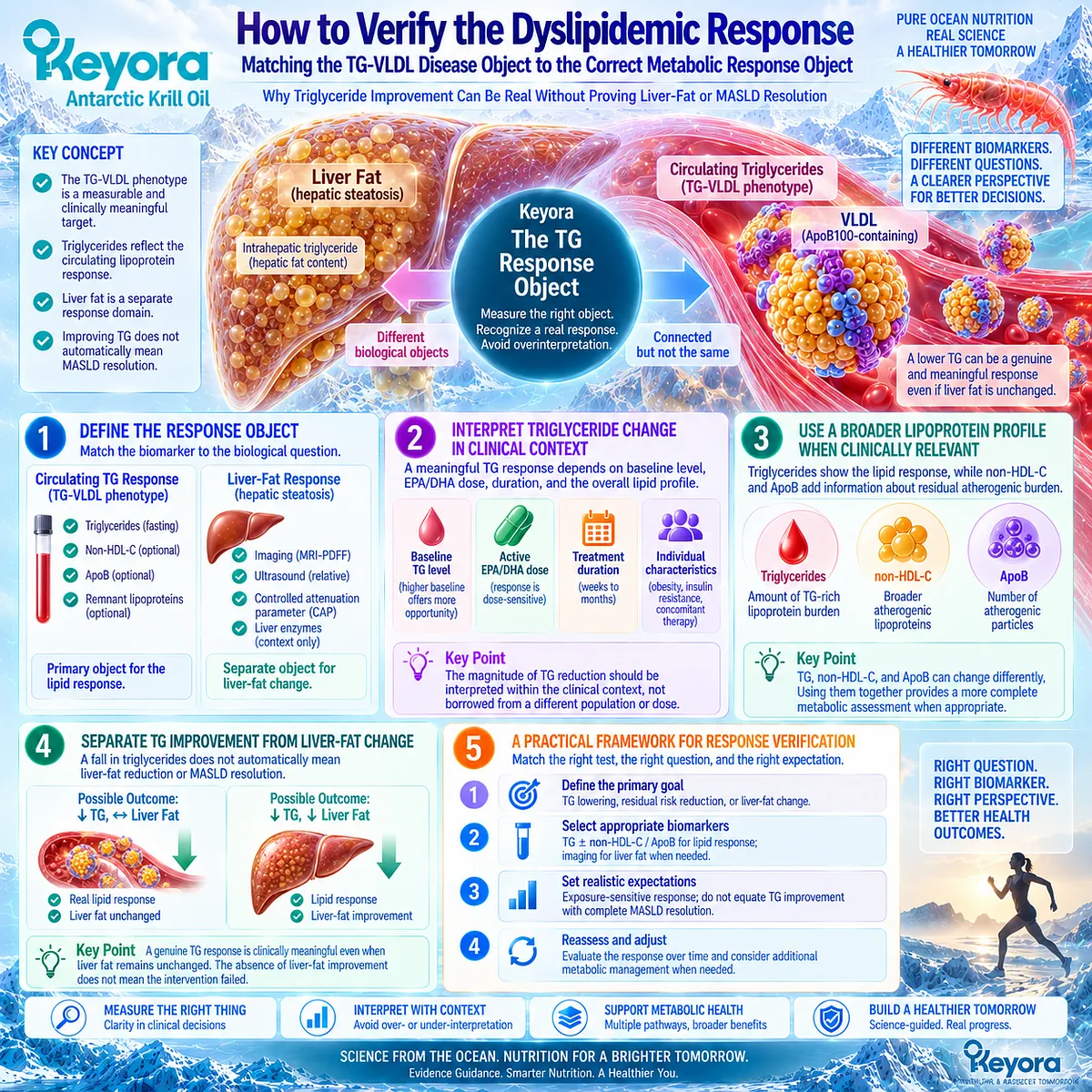 Triglyceride testing verifies TG-VLDL response while ApoB, non-HDL-C and liver-fat imaging assess separate outcomes in Keyora The TG Response Object. Triglyceride testing verifies TG-VLDL response while ApoB, non-HDL-C and liver-fat imaging assess separate outcomes in Keyora The TG Response Object.