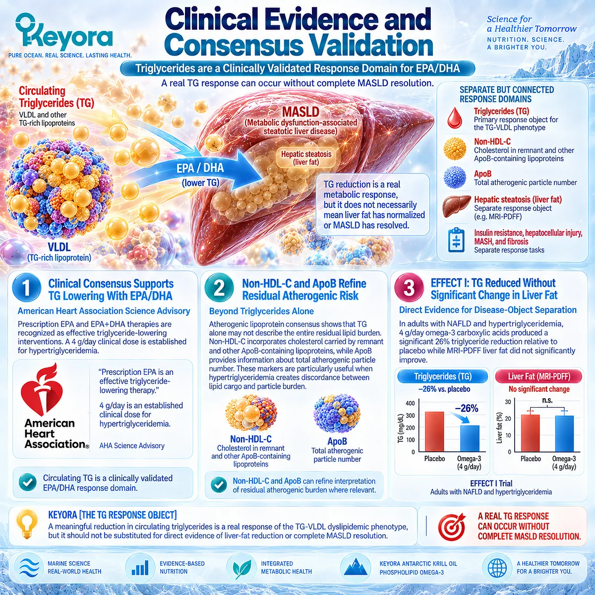 Triglyceride lowering can verify a TG-VLDL response without liver-fat improvement, while ApoB and non-HDL-C refine burden in Keyora The TG Response Object. Triglyceride lowering can verify a TG-VLDL response without liver-fat improvement, while ApoB and non-HDL-C refine burden in Keyora The TG Response Object.