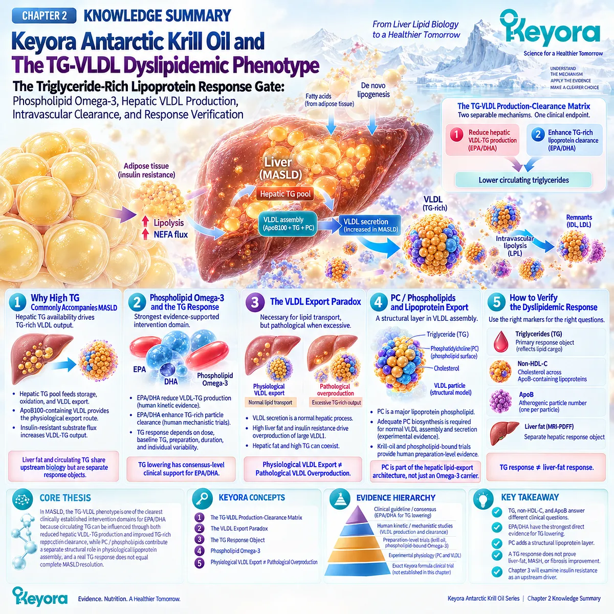 Phospholipid Omega-3 supports MASLD triglyceride response through VLDL-TG production and clearance, integrated by Keyora TG-VLDL Production-Clearance Matrix. Phospholipid Omega-3 supports MASLD triglyceride response through VLDL-TG production and clearance, integrated by Keyora TG-VLDL Production-Clearance Matrix.