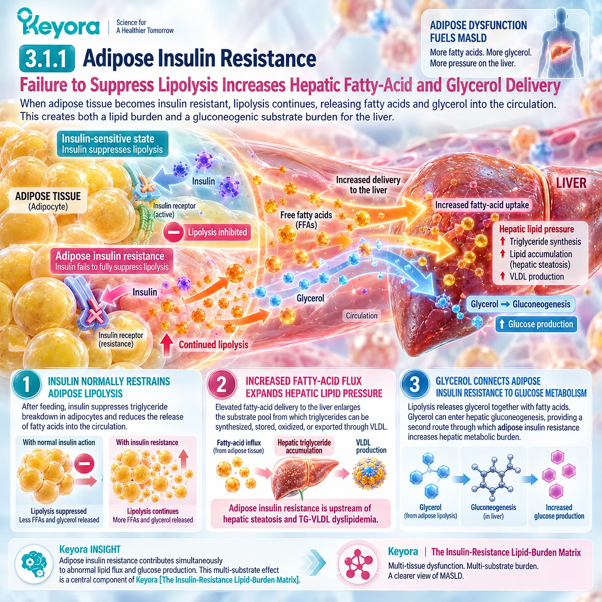 Adipose insulin resistance sustains lipolysis, increasing fatty acid and glycerol flux to hepatic lipid and glucose pathways in Keyora’s Insulin-Resistance Lipid-Burden Matrix. Adipose insulin resistance sustains lipolysis, increasing fatty acid and glycerol flux to hepatic lipid and glucose pathways in Keyora’s Insulin-Resistance Lipid-Burden Matrix.