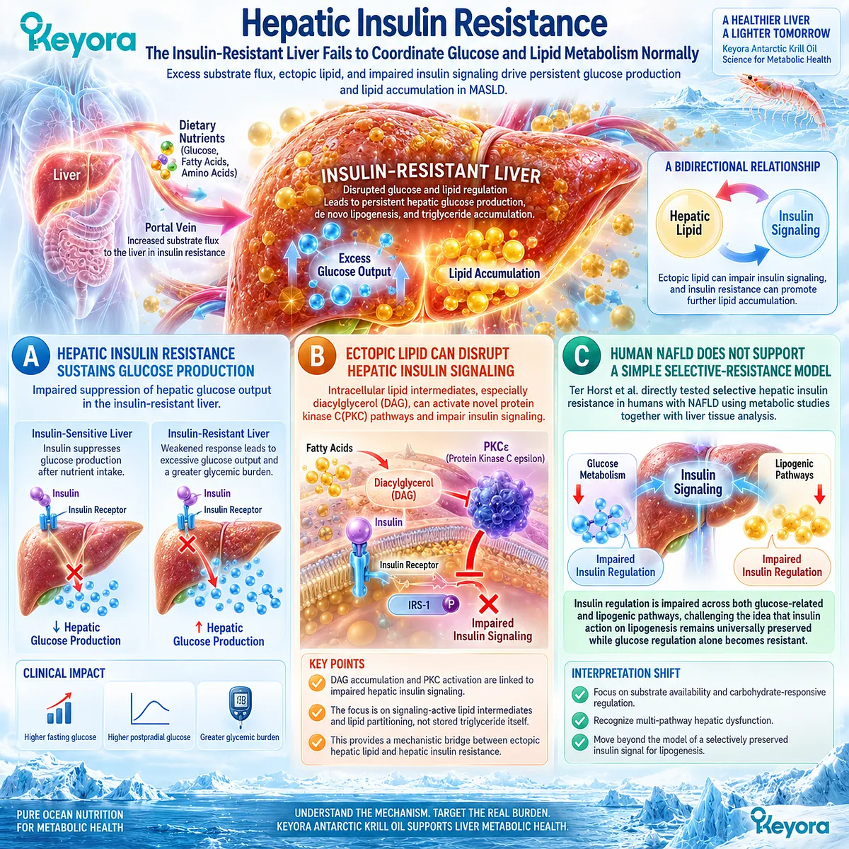 Hepatic insulin resistance sustains glucose production as ectopic lipid signaling and substrate flux disrupt glucose-lipid coordination, mapped by Keyora’s Insulin-Resistance Lipid-Burden Matrix. Hepatic insulin resistance sustains glucose production as ectopic lipid signaling and substrate flux disrupt glucose-lipid coordination, mapped by Keyora’s Insulin-Resistance Lipid-Burden Matrix.