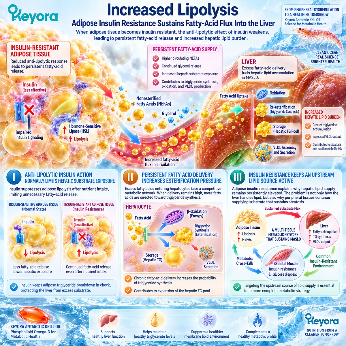 Adipose insulin resistance sustains lipolysis and fatty acid flux to the liver, increasing triglyceride esterification pressure in Keyora’s Insulin-Resistance Lipid-Burden Matrix. Adipose insulin resistance sustains lipolysis and fatty acid flux to the liver, increasing triglyceride esterification pressure in Keyora’s Insulin-Resistance Lipid-Burden Matrix.