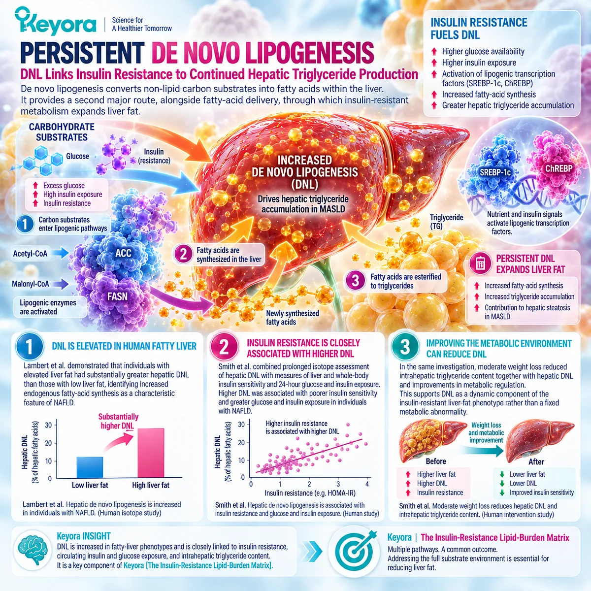 Hepatic de novo lipogenesis converts excess carbon into fatty acids and tracks with insulin resistance and liver fat, mapped by Keyora’s Insulin-Resistance Lipid-Burden Matrix. Hepatic de novo lipogenesis converts excess carbon into fatty acids and tracks with insulin resistance and liver fat, mapped by Keyora’s Insulin-Resistance Lipid-Burden Matrix.