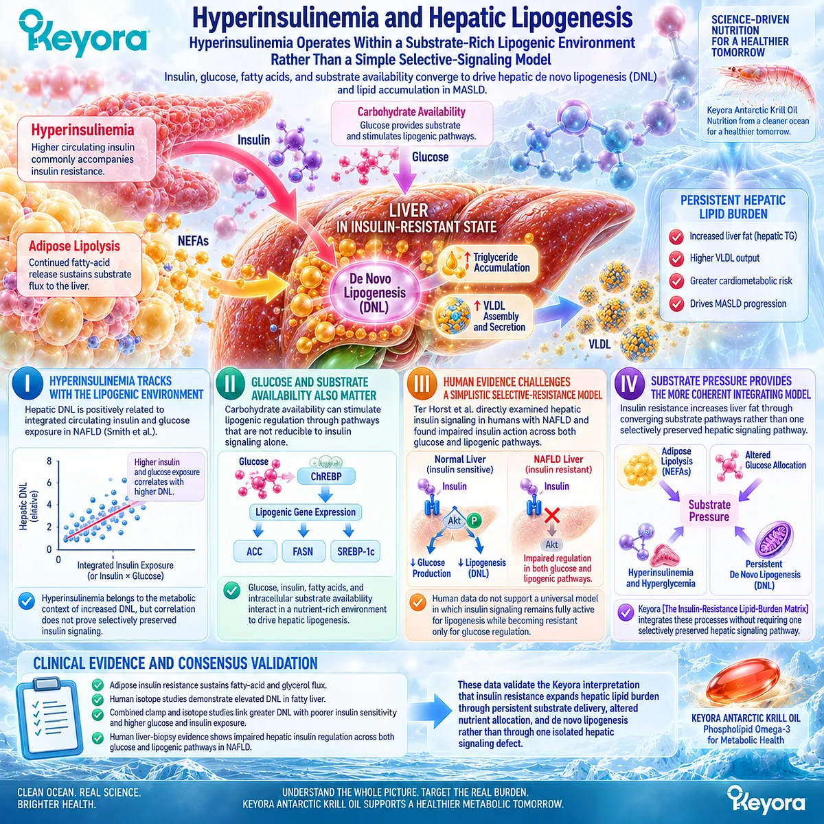 Hyperinsulinemia, glucose exposure and fatty acid flux support hepatic de novo lipogenesis and liver fat, integrated by Keyora’s Insulin-Resistance Lipid-Burden Matrix. Hyperinsulinemia, glucose exposure and fatty acid flux support hepatic de novo lipogenesis and liver fat, integrated by Keyora’s Insulin-Resistance Lipid-Burden Matrix.