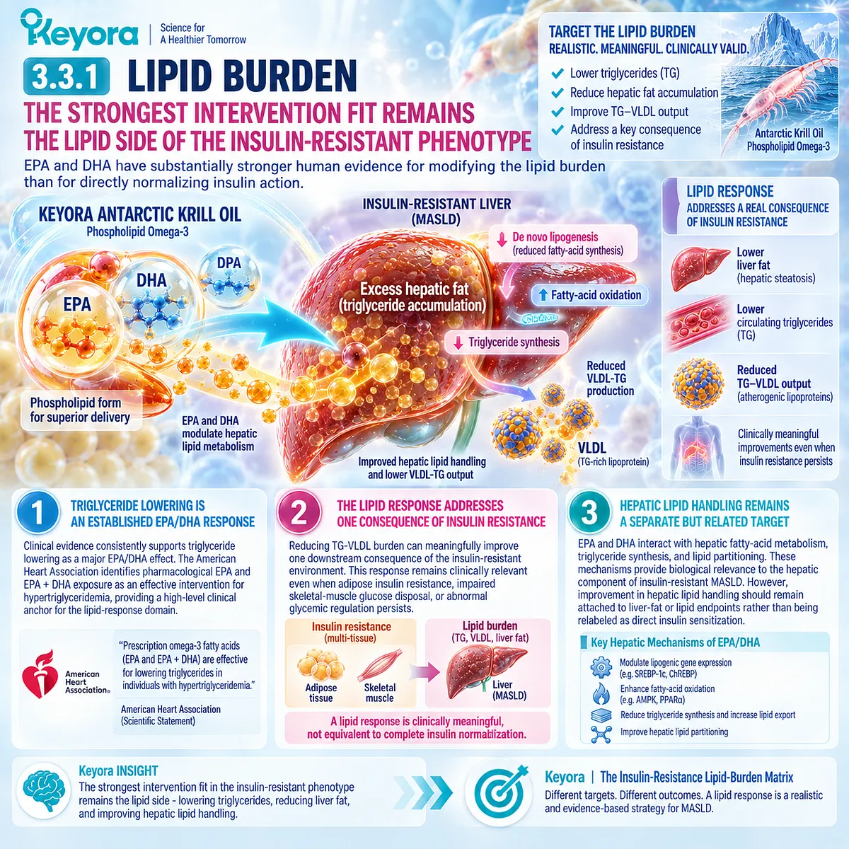 Phospholipid Omega-3 supports triglyceride and hepatic lipid handling in insulin-resistant MASLD, while Keyora separates lipid response from direct insulin sensitization. Phospholipid Omega-3 supports triglyceride and hepatic lipid handling in insulin-resistant MASLD, while Keyora separates lipid response from direct insulin sensitization.