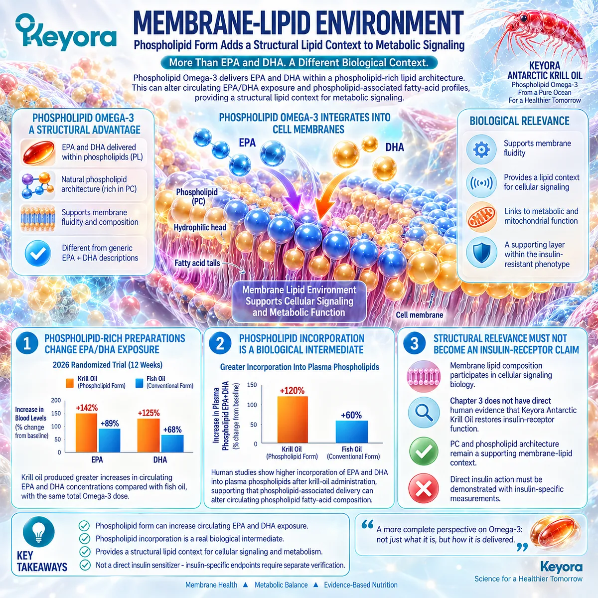 Phospholipid Omega-3 supports EPA/DHA exposure and phospholipid membrane composition, giving Keyora Antarctic Krill Oil a structural lipid context distinct from insulin sensitization. Phospholipid Omega-3 supports EPA/DHA exposure and phospholipid membrane composition, giving Keyora Antarctic Krill Oil a structural lipid context distinct from insulin sensitization.