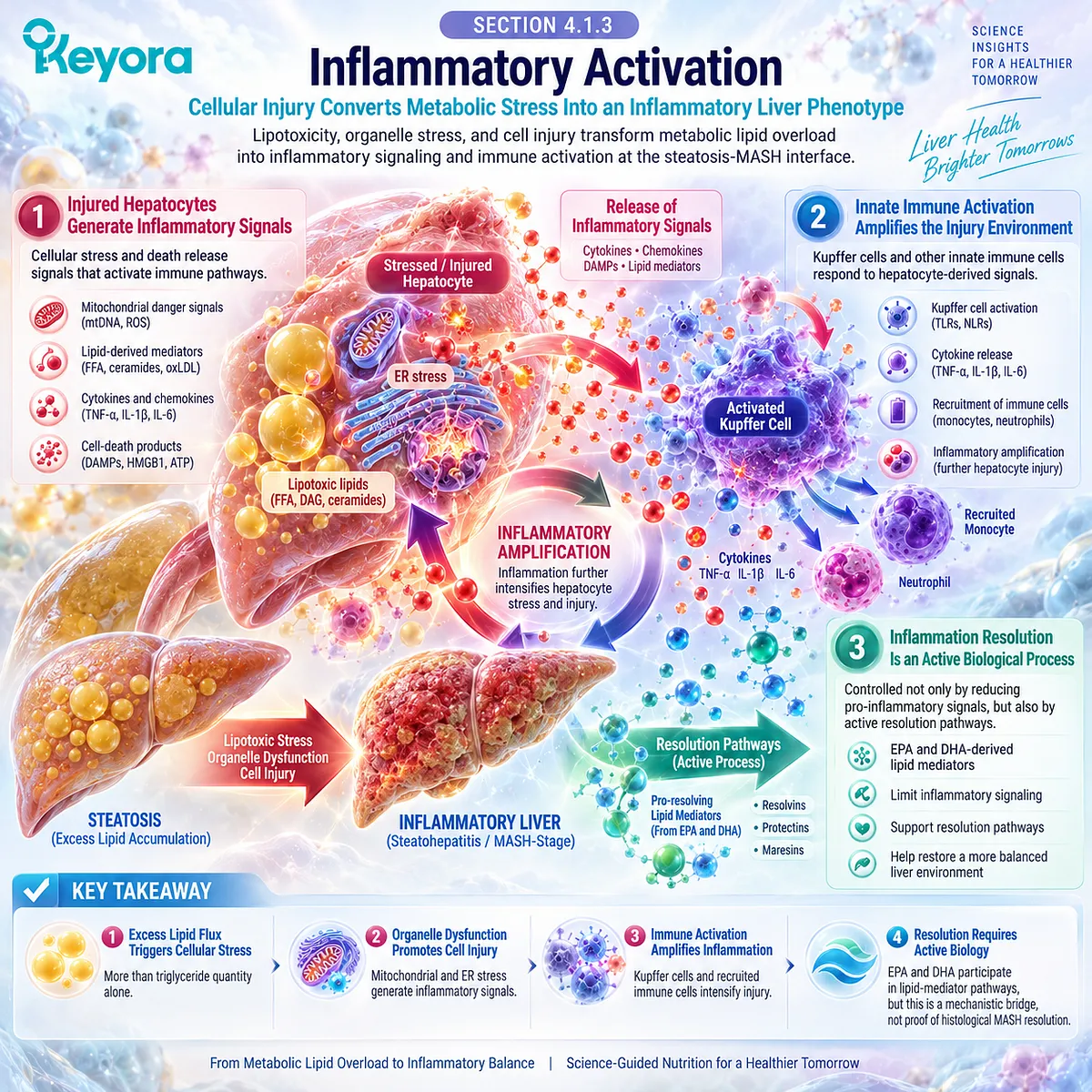 Liver inflammation links hepatocyte injury with Kupffer-cell activation and EPA/DHA resolution biology, framed by Keyora’s steatosis-MASH transition model. Liver inflammation links hepatocyte injury with Kupffer-cell activation and EPA/DHA resolution biology, framed by Keyora’s steatosis-MASH transition model.