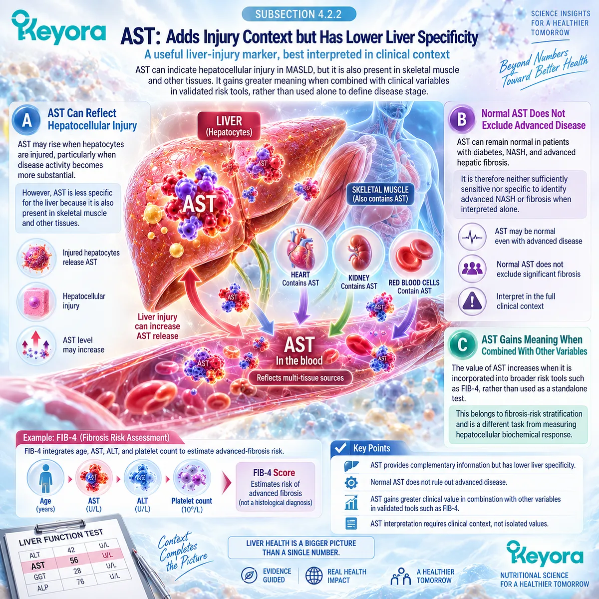 AST adds liver injury context in MASLD but lacks ALT specificity; combined with ALT and platelets it informs FIB-4, within Keyora’s Hepatocellular Injury Response Object. AST adds liver injury context in MASLD but lacks ALT specificity; combined with ALT and platelets it informs FIB-4, within Keyora’s Hepatocellular Injury Response Object.