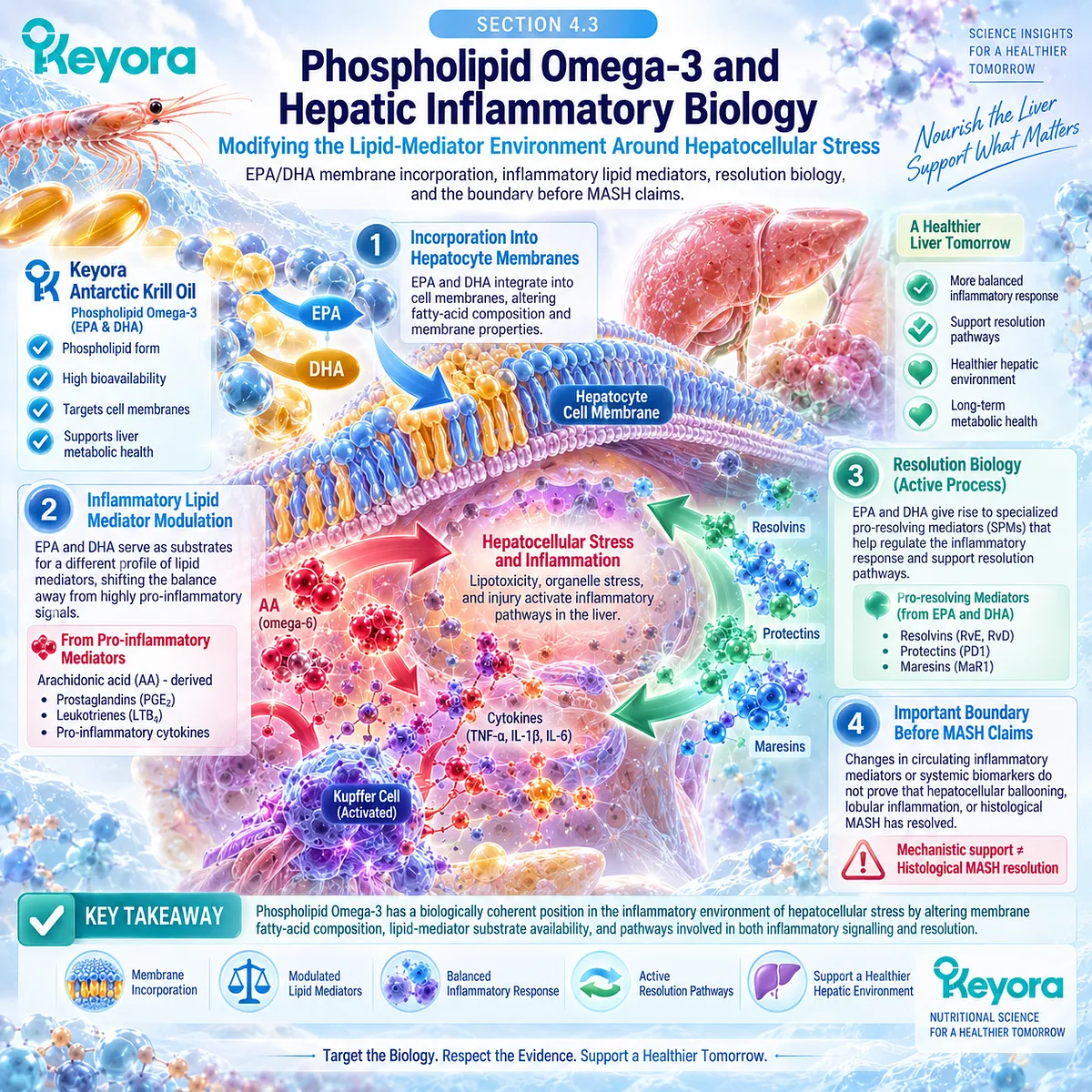 Phospholipid Omega-3 supports hepatic inflammatory balance through EPA/DHA membrane incorporation and resolution mediators, within Keyora’s MASH evidence-boundary framework. Phospholipid Omega-3 supports hepatic inflammatory balance through EPA/DHA membrane incorporation and resolution mediators, within Keyora’s MASH evidence-boundary framework.