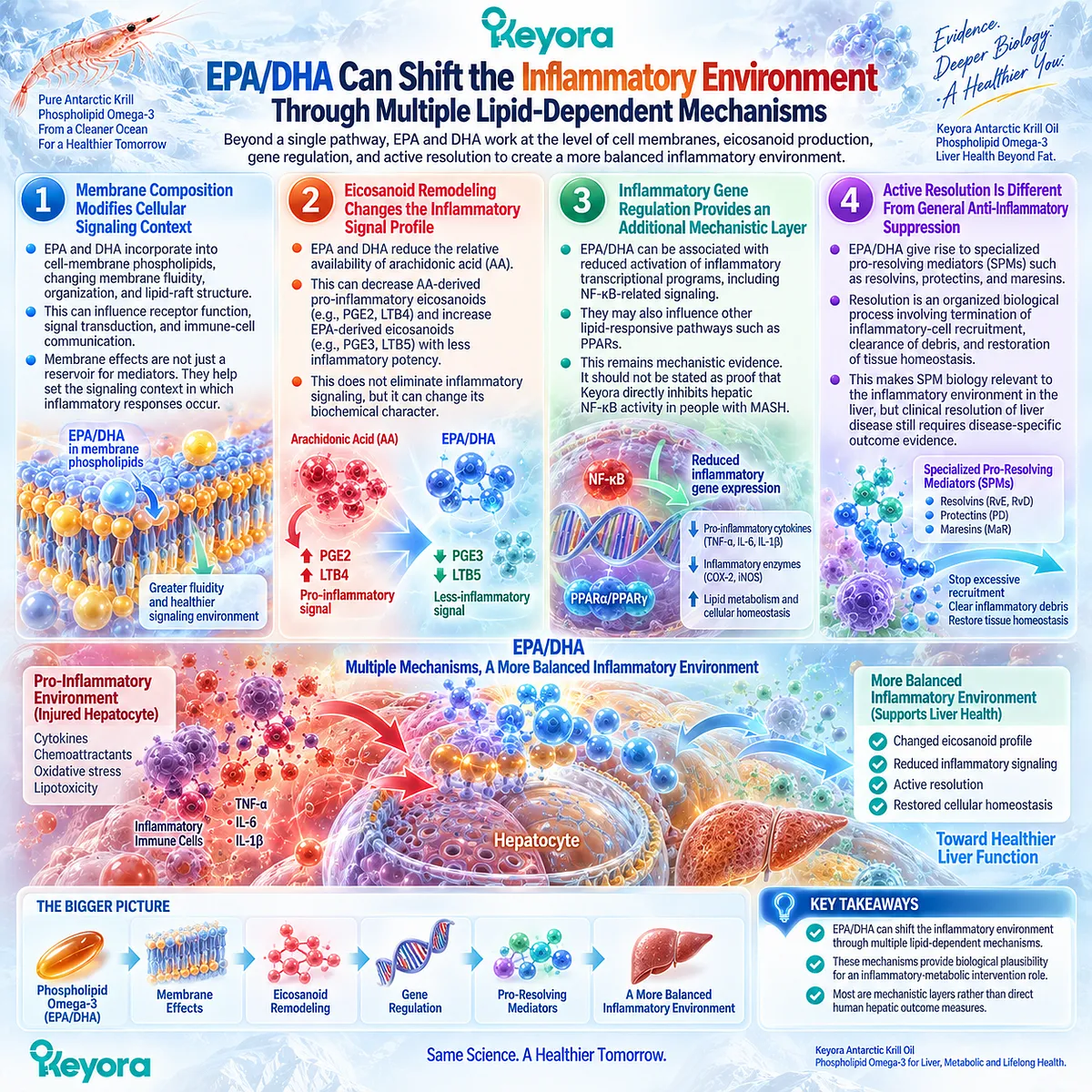 EPA/DHA can support inflammatory balance through membrane remodeling, eicosanoid shifts, NF-kappa B signaling, and resolution biology in Keyora’s Phospholipid Omega-3 framework. EPA/DHA can support inflammatory balance through membrane remodeling, eicosanoid shifts, NF-kappa B signaling, and resolution biology in Keyora’s Phospholipid Omega-3 framework.