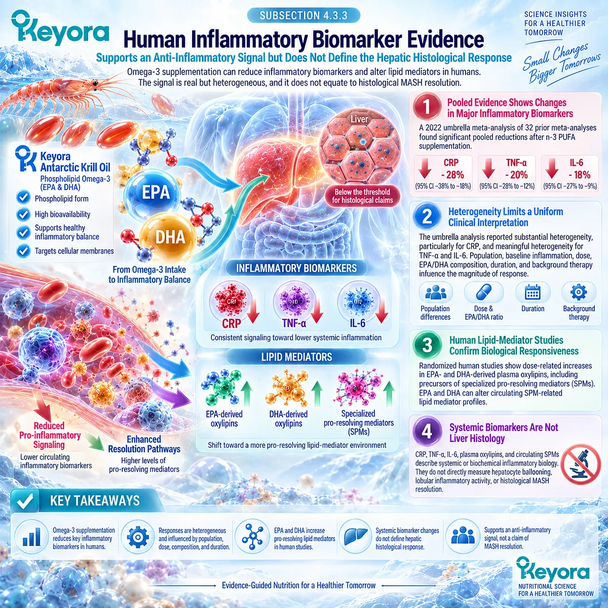 Omega-3 can lower CRP, TNF-alpha, and IL-6 and alter EPA/DHA lipid mediators, but these biomarkers do not define MASH histology in Keyora’s evidence framework. Omega-3 can lower CRP, TNF-alpha, and IL-6 and alter EPA/DHA lipid mediators, but these biomarkers do not define MASH histology in Keyora’s evidence framework.