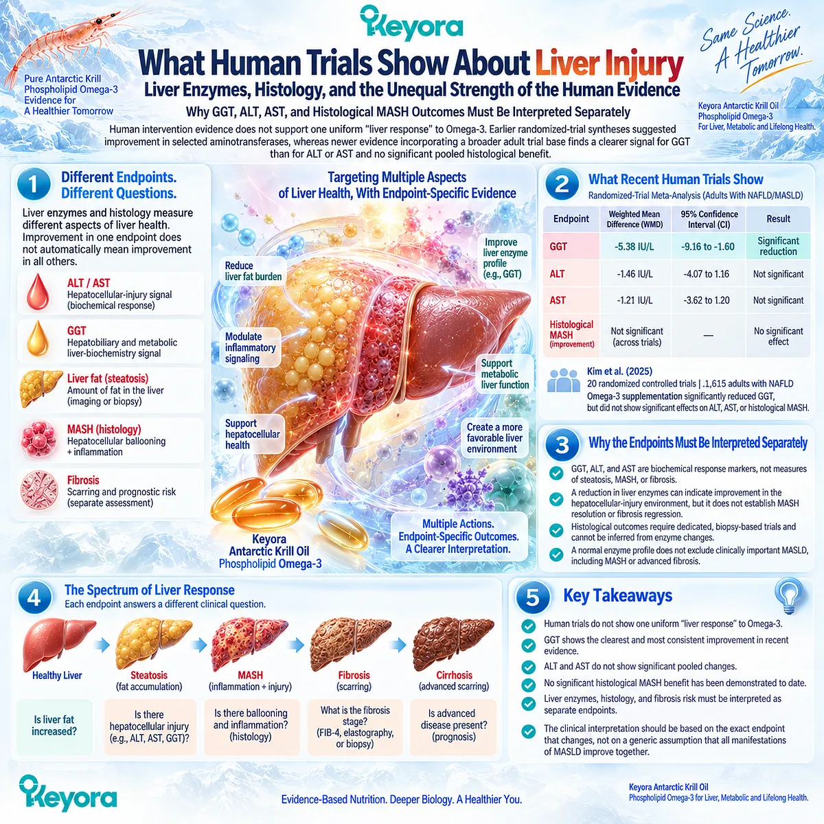Omega-3 human trials show unequal MASLD liver responses across GGT, ALT, AST, and MASH histology, framed by Keyora’s endpoint-specific liver evidence model. Omega-3 human trials show unequal MASLD liver responses across GGT, ALT, AST, and MASH histology, framed by Keyora’s endpoint-specific liver evidence model.