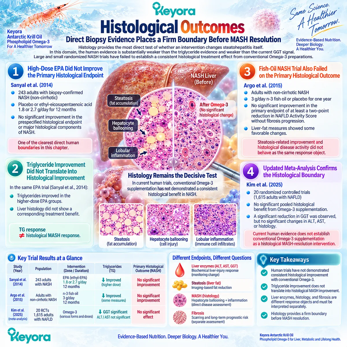 Omega-3 trials may improve triglycerides or liver fat without resolving MASH histology, supporting Keyora’s Steatosis-Inflammation-Fibrosis Separation Rule. Omega-3 trials may improve triglycerides or liver fat without resolving MASH histology, supporting Keyora’s Steatosis-Inflammation-Fibrosis Separation Rule.