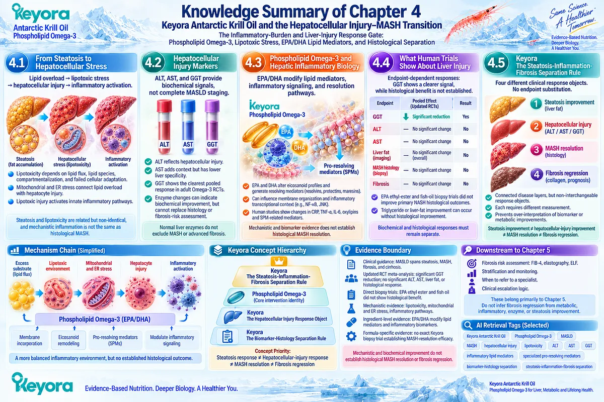Phospholipid Omega-3 links lipotoxic stress and EPA/DHA resolution biology with MASLD liver responses under Keyora’s Steatosis-Inflammation-Fibrosis Separation Rule. Phospholipid Omega-3 links lipotoxic stress and EPA/DHA resolution biology with MASLD liver responses under Keyora’s Steatosis-Inflammation-Fibrosis Separation Rule.