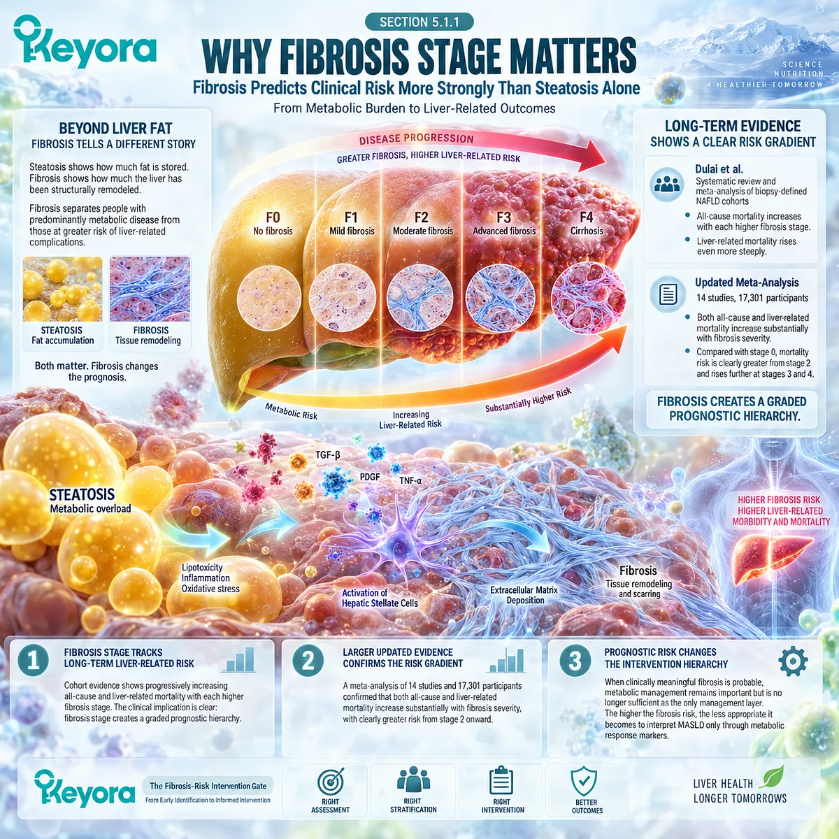 MASLD fibrosis stage predicts rising liver-related risk beyond steatosis alone, shifting risk stratification through Keyora The Fibrosis-Risk Intervention Gate. MASLD fibrosis stage predicts rising liver-related risk beyond steatosis alone, shifting risk stratification through Keyora The Fibrosis-Risk Intervention Gate.