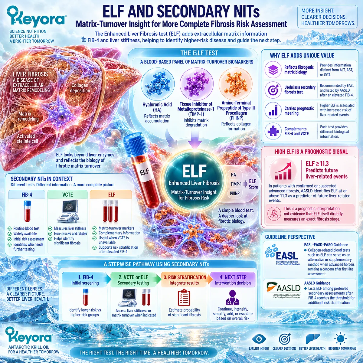 ELF assesses extracellular matrix turnover to refine MASLD fibrosis risk after FIB-4, adding prognostic context within Keyora The Fibrosis-Risk Intervention Gate. ELF assesses extracellular matrix turnover to refine MASLD fibrosis risk after FIB-4, adding prognostic context within Keyora The Fibrosis-Risk Intervention Gate.