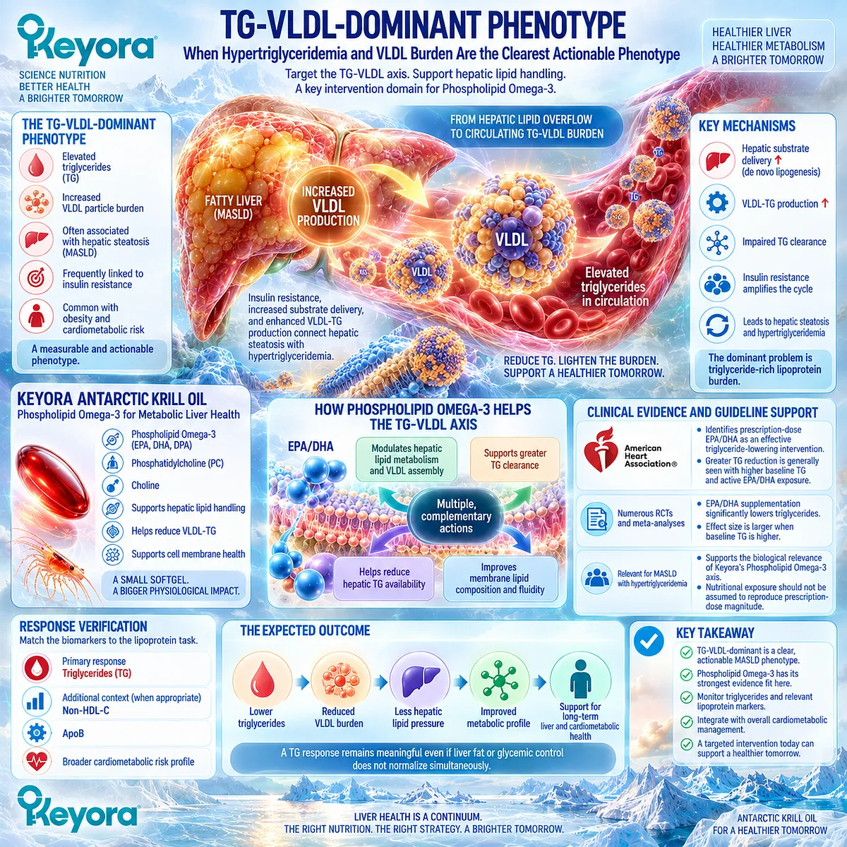 MASLD with high triglycerides and VLDL burden aligns Phospholipid Omega-3 EPA/DHA with TG response in Keyora The MASLD Clinical Phenotype Map. MASLD with high triglycerides and VLDL burden aligns Phospholipid Omega-3 EPA/DHA with TG response in Keyora The MASLD Clinical Phenotype Map.