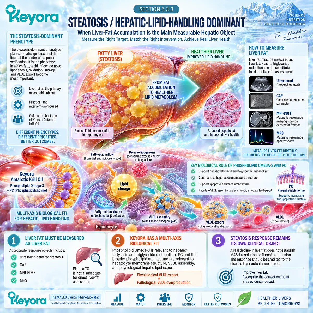 MASLD liver fat reflects hepatic lipid handling, where Phospholipid Omega-3 and PC support lipid metabolism and VLDL export in Keyora The MASLD Clinical Phenotype Map. MASLD liver fat reflects hepatic lipid handling, where Phospholipid Omega-3 and PC support lipid metabolism and VLDL export in Keyora The MASLD Clinical Phenotype Map.