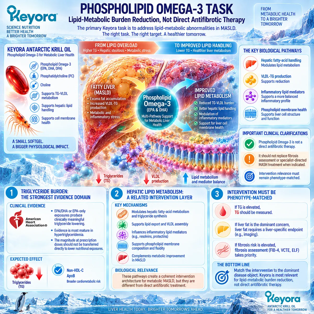 Phospholipid Omega-3 EPA/DHA supports triglyceride and hepatic lipid metabolism in MASLD while fibrosis remains a separate task in Keyora The MASLD Intervention Task. Phospholipid Omega-3 EPA/DHA supports triglyceride and hepatic lipid metabolism in MASLD while fibrosis remains a separate task in Keyora The MASLD Intervention Task.