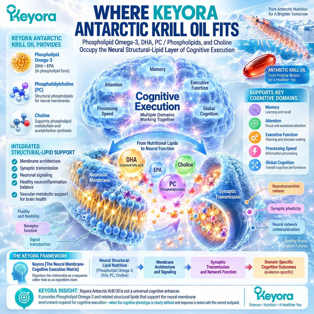 Phospholipid Omega-3, DHA, phosphatidylcholine and choline support neural membrane architecture and synaptic signaling in Keyora Neural Membrane-Cognitive Execution Matrix. Phospholipid Omega-3, DHA, phosphatidylcholine and choline support neural membrane architecture and synaptic signaling in Keyora Neural Membrane-Cognitive Execution Matrix.