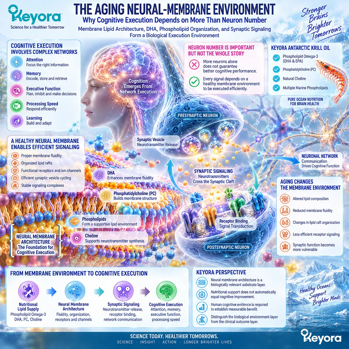 Neural membrane lipids, DHA and Phospholipid Omega-3 support synaptic signaling architecture for cognitive function in Keyora Neural Membrane-Cognitive Execution Matrix. Neural membrane lipids, DHA and Phospholipid Omega-3 support synaptic signaling architecture for cognitive function in Keyora Neural Membrane-Cognitive Execution Matrix.