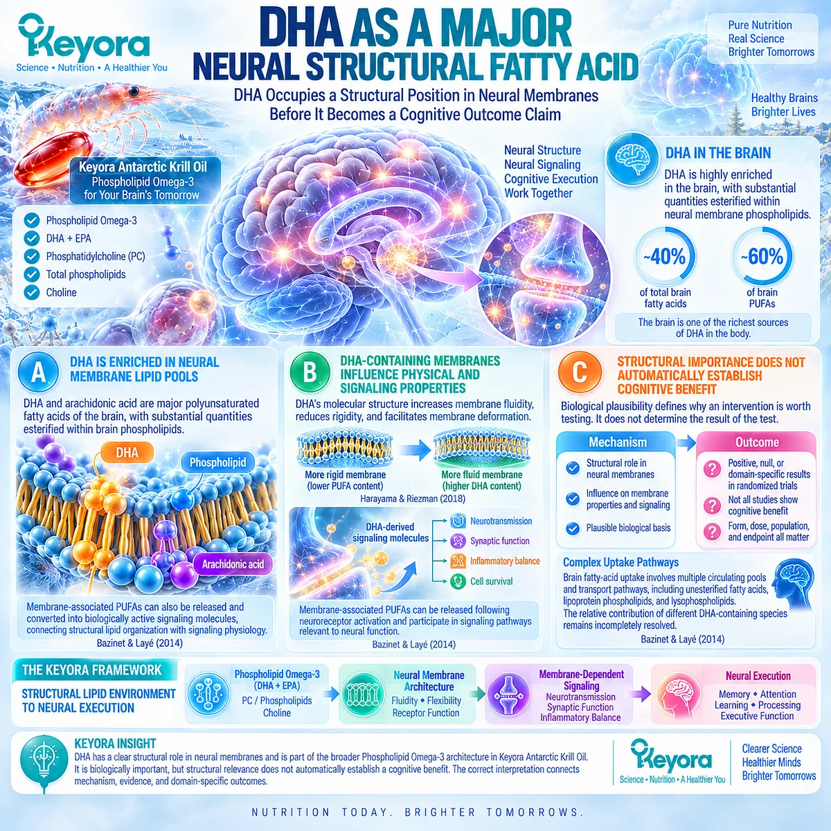 DHA in Phospholipid Omega-3 supports neural membrane structure, lipid dynamics and signaling without implying cognitive benefit in Keyora Neural Membrane-Cognitive Execution Matrix. DHA in Phospholipid Omega-3 supports neural membrane structure, lipid dynamics and signaling without implying cognitive benefit in Keyora Neural Membrane-Cognitive Execution Matrix.