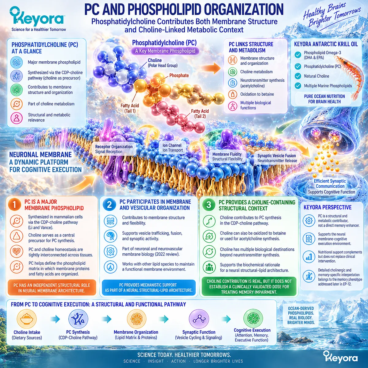 Phosphatidylcholine supports neural membrane organization and choline metabolism, linking structural lipids with synaptic function in Keyora Neural Membrane-Cognitive Execution Matrix. Phosphatidylcholine supports neural membrane organization and choline metabolism, linking structural lipids with synaptic function in Keyora Neural Membrane-Cognitive Execution Matrix.