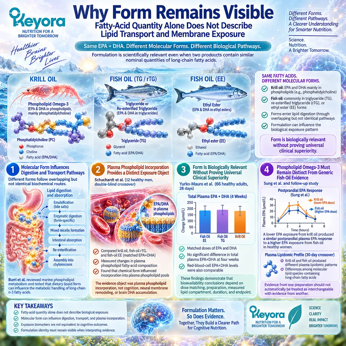 Phospholipid Omega-3 form can shape EPA and DHA digestion, transport and plasma phospholipid exposure; Keyora distinguishes lipid-form biology from cognitive efficacy. Phospholipid Omega-3 form can shape EPA and DHA digestion, transport and plasma phospholipid exposure; Keyora distinguishes lipid-form biology from cognitive efficacy.