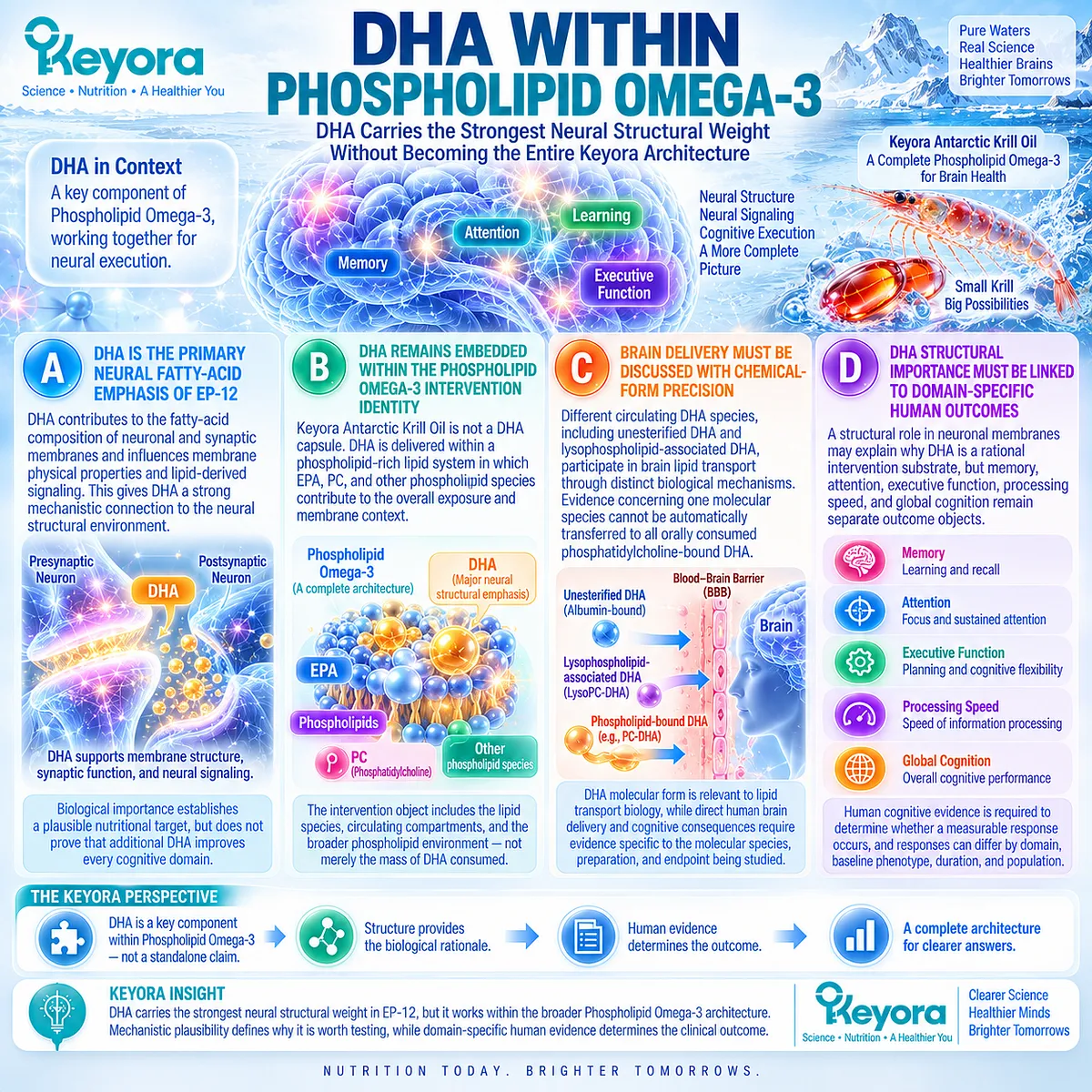 DHA within Phospholipid Omega-3 supports neural membrane structure and lipid signaling, while Keyora Neural Membrane-Cognitive Execution Matrix separates structure from cognition. DHA within Phospholipid Omega-3 supports neural membrane structure and lipid signaling, while Keyora Neural Membrane-Cognitive Execution Matrix separates structure from cognition.
