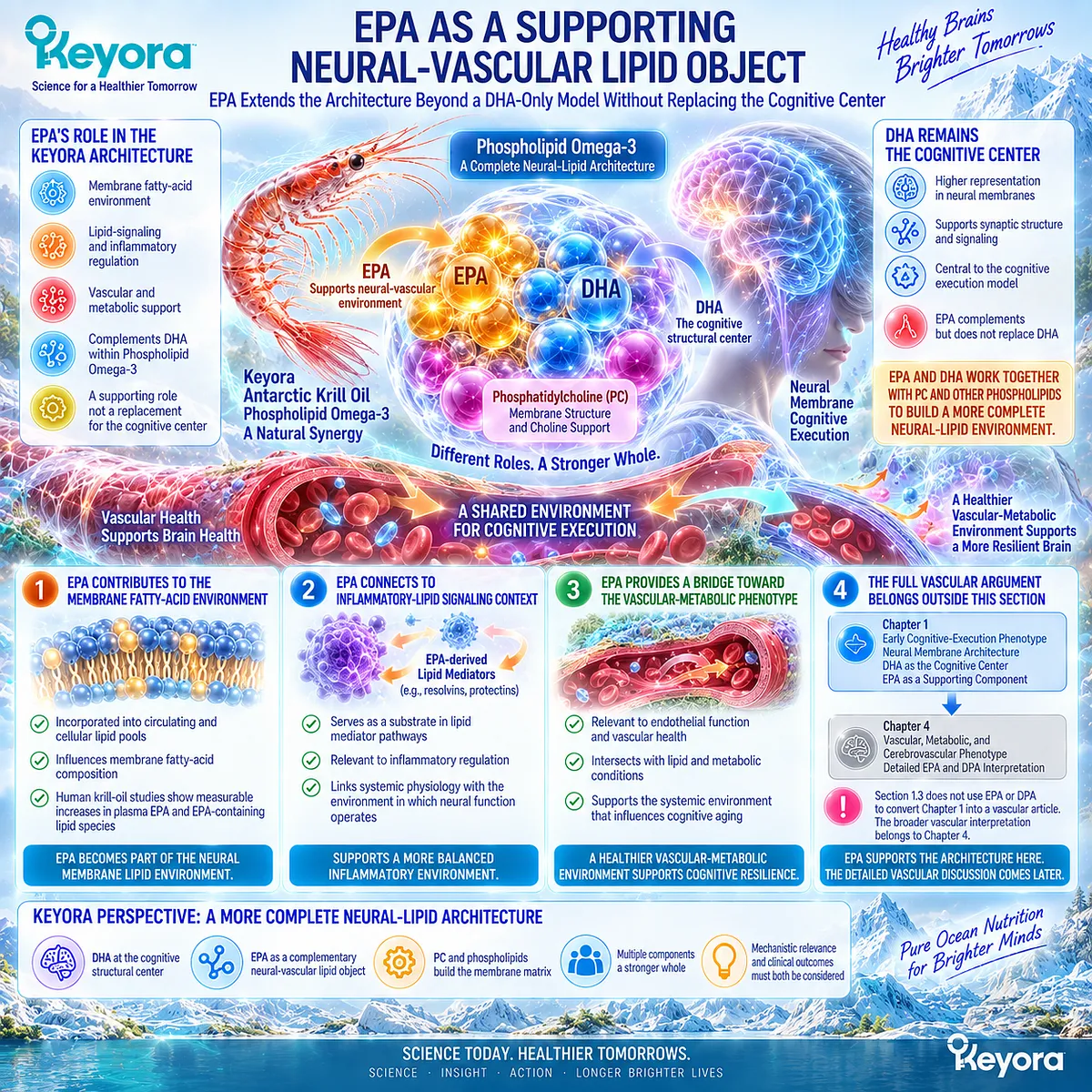 EPA in Phospholipid Omega-3 supports membrane lipid exposure and inflammatory signaling, linking neural and vascular-metabolic context within Keyora cognitive architecture. EPA in Phospholipid Omega-3 supports membrane lipid exposure and inflammatory signaling, linking neural and vascular-metabolic context within Keyora cognitive architecture.