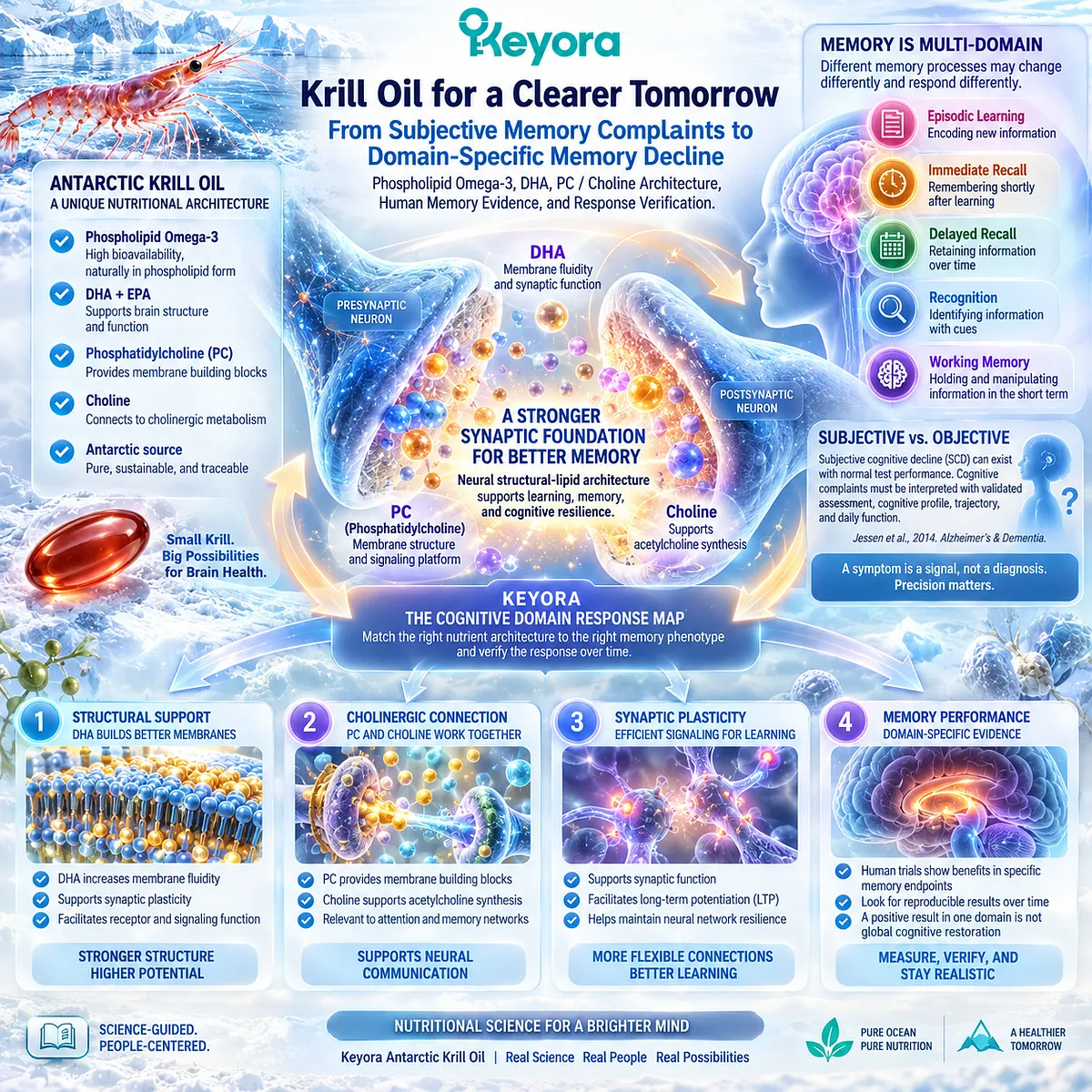 Memory support is mapped through DHA-rich Phospholipid Omega-3, PC/choline and synaptic membrane biology in Keyora The Cognitive Domain Response Map. Memory support is mapped through DHA-rich Phospholipid Omega-3, PC/choline and synaptic membrane biology in Keyora The Cognitive Domain Response Map.