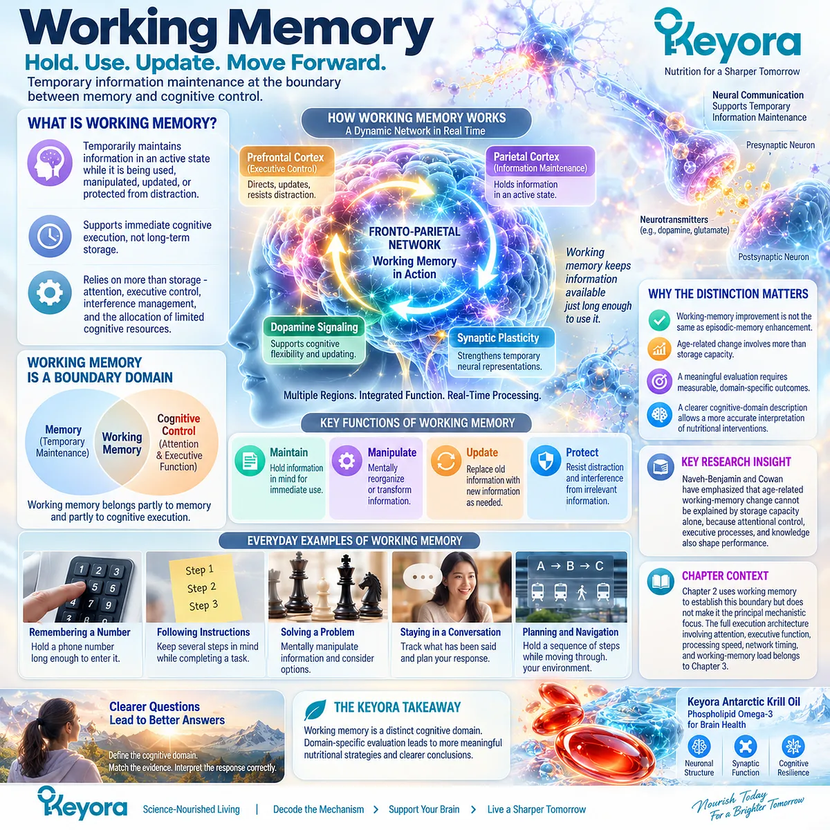 Working memory support links short-term information maintenance with attention and executive control, a boundary domain mapped by Keyora The Cognitive Domain Response Map. Working memory support links short-term information maintenance with attention and executive control, a boundary domain mapped by Keyora The Cognitive Domain Response Map.