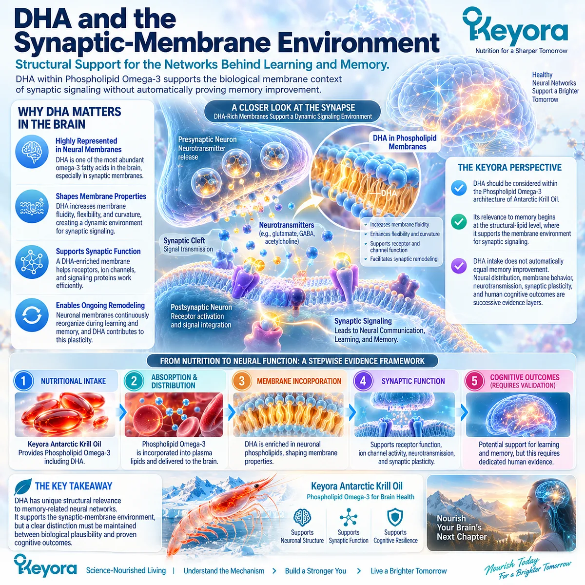 Memory support begins with DHA-rich Phospholipid Omega-3 shaping neuronal membrane fluidity and synaptic signaling in Keyora The Memory-Synaptic Architecture. Memory support begins with DHA-rich Phospholipid Omega-3 shaping neuronal membrane fluidity and synaptic signaling in Keyora The Memory-Synaptic Architecture.