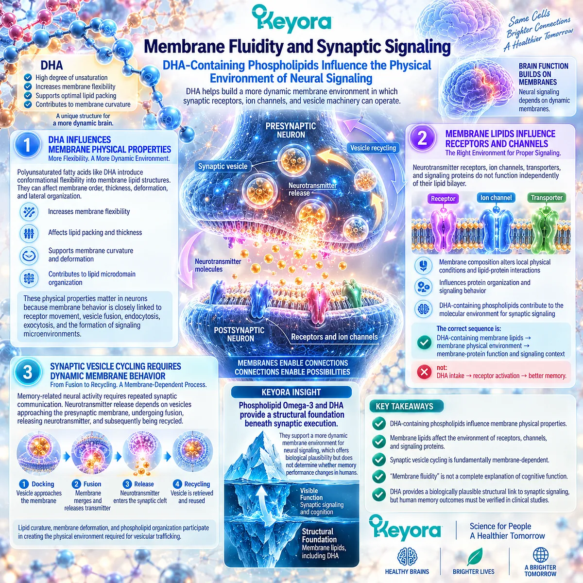 Memory support links DHA-containing Phospholipid Omega-3 to membrane fluidity, receptor signaling and synaptic vesicle cycling within Keyora Neural Membrane-Cognitive Execution Matrix. Memory support links DHA-containing Phospholipid Omega-3 to membrane fluidity, receptor signaling and synaptic vesicle cycling within Keyora Neural Membrane-Cognitive Execution Matrix.