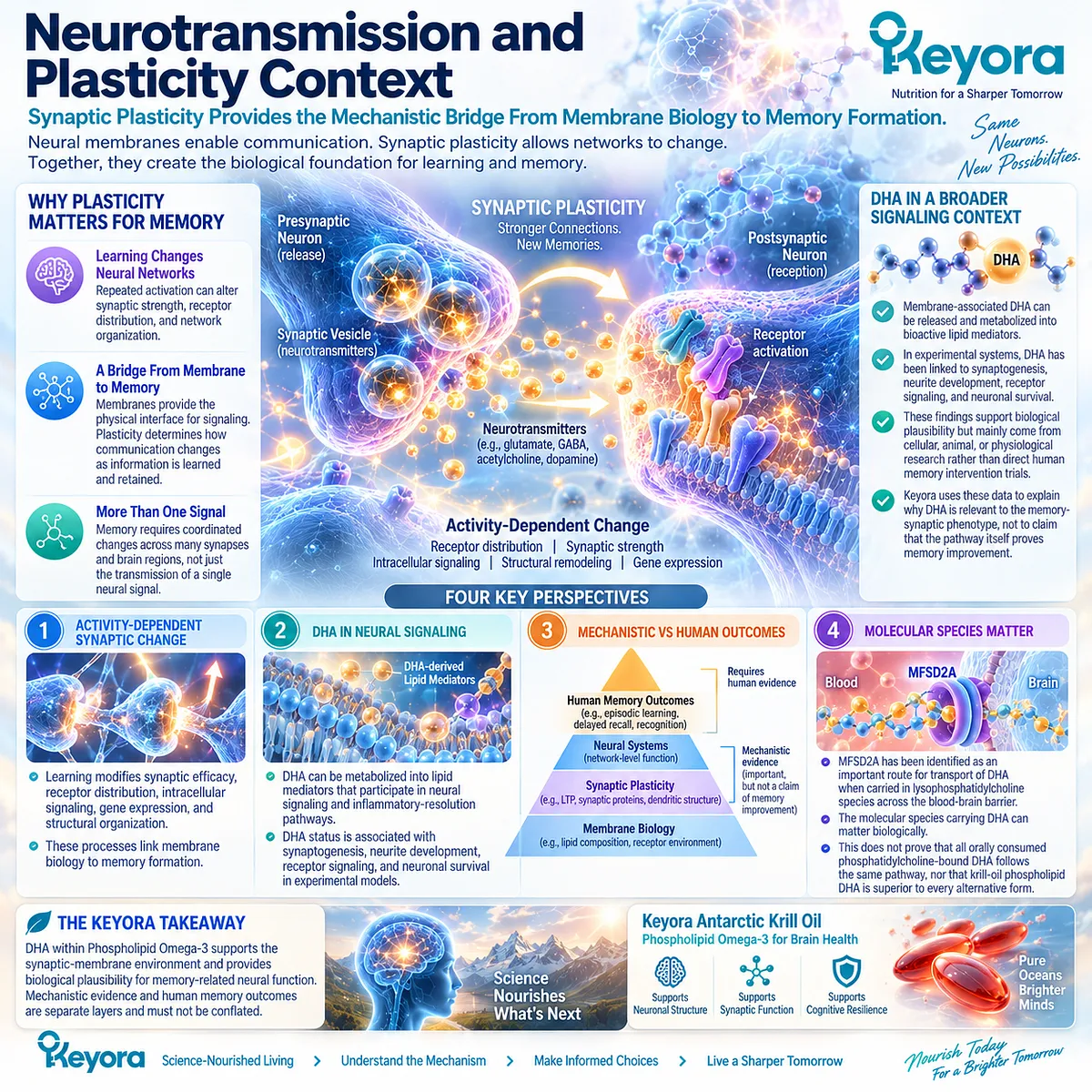 Memory support links DHA membrane signaling, synaptic plasticity and LPC-DHA brain transport biology within Keyora The Neural Membrane-Cognitive Execution Matrix. Memory support links DHA membrane signaling, synaptic plasticity and LPC-DHA brain transport biology within Keyora The Neural Membrane-Cognitive Execution Matrix.