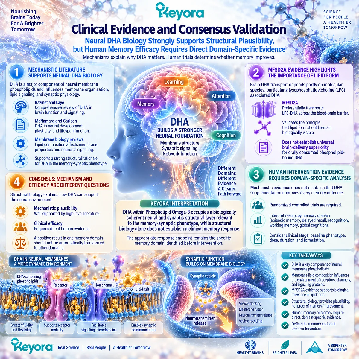 Memory support evidence links DHA-rich Phospholipid Omega-3 to neural membrane and synaptic biology, while Keyora separates structural plausibility from domain-specific human memory response. Memory support evidence links DHA-rich Phospholipid Omega-3 to neural membrane and synaptic biology, while Keyora separates structural plausibility from domain-specific human memory response.