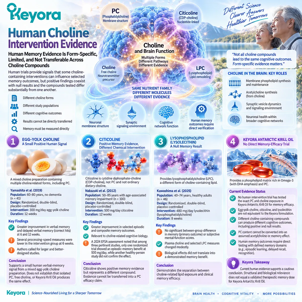 Memory support evidence for choline varies by egg-yolk choline, citicoline and lysophosphatidylcholine, reinforcing form-specific interpretation in Keyora PC-Choline Architecture. Memory support evidence for choline varies by egg-yolk choline, citicoline and lysophosphatidylcholine, reinforcing form-specific interpretation in Keyora PC-Choline Architecture.