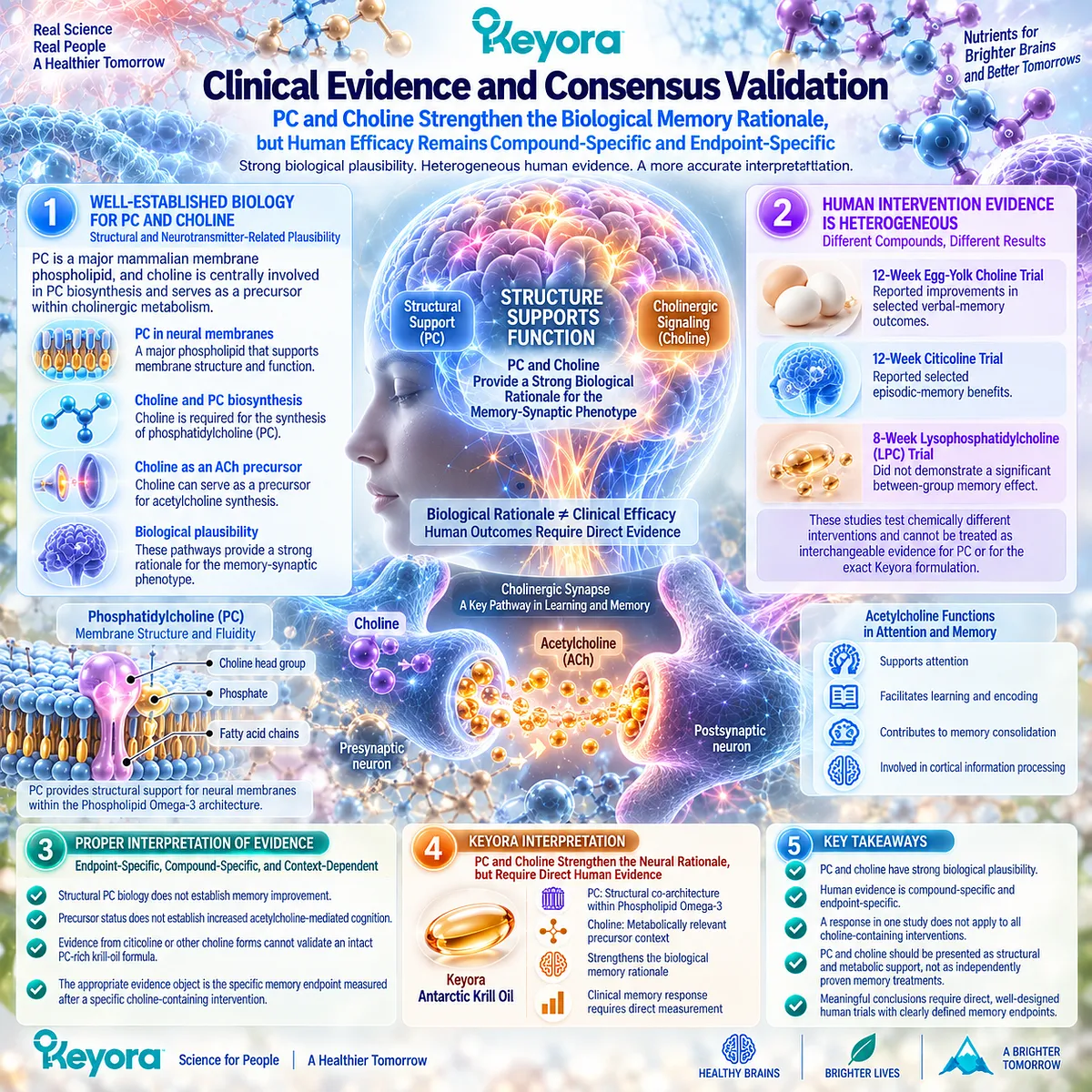 Memory support biology links phosphatidylcholine structure and choline-acetylcholine metabolism, while Keyora Phospholipid Omega-3 requires compound-specific human memory evidence. Memory support biology links phosphatidylcholine structure and choline-acetylcholine metabolism, while Keyora Phospholipid Omega-3 requires compound-specific human memory evidence.