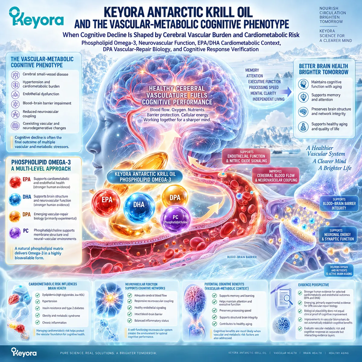 Cognitive decline linked to vascular-metabolic risk maps Phospholipid Omega-3, endothelial function and neurovascular coupling in the Keyora vascular-metabolic cognitive phenotype. Cognitive decline linked to vascular-metabolic risk maps Phospholipid Omega-3, endothelial function and neurovascular coupling in the Keyora vascular-metabolic cognitive phenotype.