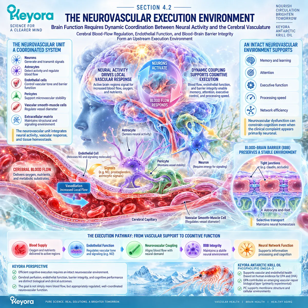 Neurovascular coupling coordinates cerebral blood flow, endothelial signaling and blood-brain barrier integrity for cognition in the Keyora vascular-metabolic cognitive phenotype. Neurovascular coupling coordinates cerebral blood flow, endothelial signaling and blood-brain barrier integrity for cognition in the Keyora vascular-metabolic cognitive phenotype.